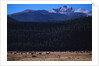 Elk Herd near Long's Peak by Anonymous
