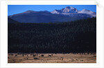 Elk Herd near Long's Peak by Anonymous