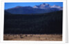 Elk Herd near Long's Peak by Anonymous