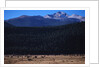 Elk Herd near Long's Peak by Anonymous