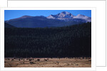 Elk Herd near Long's Peak by Anonymous