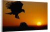 Golden Eagle at Sunset by Anonymous