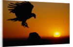 Golden Eagle at Sunset by Anonymous