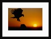 Golden Eagle at Sunset by Anonymous