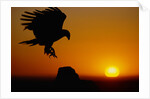 Golden Eagle at Sunset by Anonymous