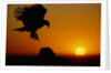 Golden Eagle at Sunset by Anonymous