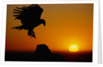 Golden Eagle at Sunset by Anonymous