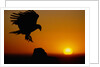 Golden Eagle at Sunset by Anonymous