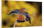 American Kestrel by Anonymous