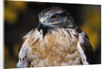Ferruginous Hawk by Anonymous