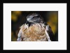 Ferruginous Hawk by Anonymous