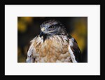 Ferruginous Hawk by Anonymous