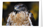 Ferruginous Hawk by Anonymous