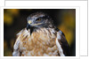 Ferruginous Hawk by Anonymous