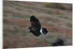 Harris' Hawk in Flight by Anonymous