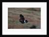 Harris' Hawk in Flight by Anonymous