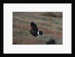 Harris' Hawk in Flight by Anonymous