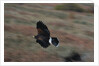 Harris' Hawk in Flight by Anonymous