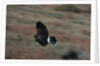 Harris' Hawk in Flight by Anonymous