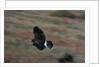 Harris' Hawk in Flight by Anonymous