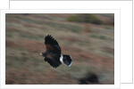 Harris' Hawk in Flight by Anonymous