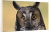 Long-Eared Owl by Anonymous