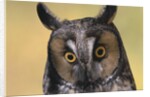 Long-Eared Owl by Anonymous