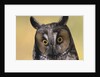 Long-Eared Owl by Anonymous