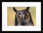 Long-Eared Owl by Anonymous