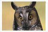 Long-Eared Owl by Anonymous