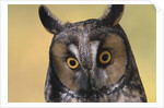 Long-Eared Owl by Anonymous
