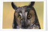 Long-Eared Owl by Anonymous