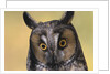 Long-Eared Owl by Anonymous
