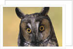 Long-Eared Owl by Anonymous