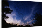 Mexican Freetail Bats near Bracken Cave by Anonymous