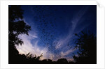 Mexican Freetail Bats near Bracken Cave by Anonymous