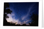 Mexican Freetail Bats near Bracken Cave by Anonymous