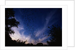 Mexican Freetail Bats near Bracken Cave by Anonymous