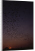 Mexican Freetail Bats at Night by Anonymous