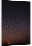 Mexican Freetail Bats at Night by Anonymous