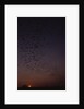 Mexican Freetail Bats at Night by Anonymous