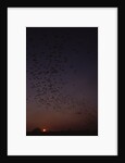 Mexican Freetail Bats at Night by Anonymous