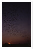 Mexican Freetail Bats at Night by Anonymous