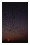 Mexican Freetail Bats at Night by Anonymous