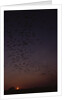 Mexican Freetail Bats at Night by Anonymous
