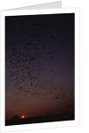 Mexican Freetail Bats at Night by Anonymous