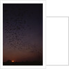 Mexican Freetail Bats at Night by Anonymous
