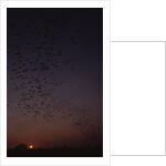 Mexican Freetail Bats at Night by Anonymous