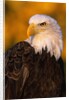 Bald Eagle by Anonymous