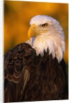 Bald Eagle by Anonymous